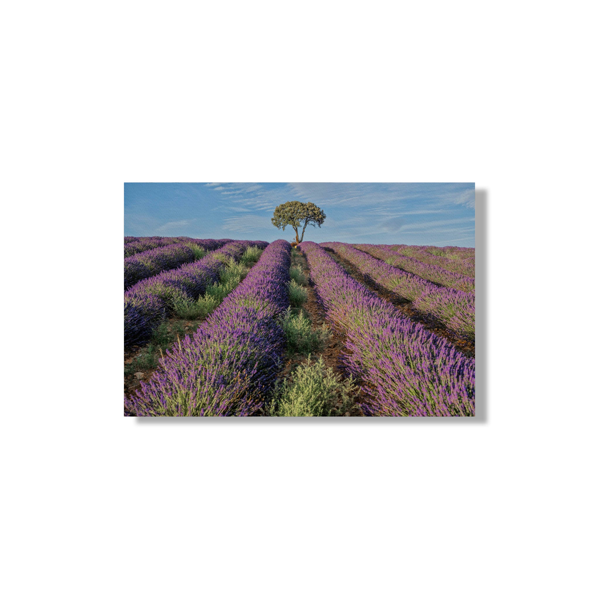LAVENDER #10
