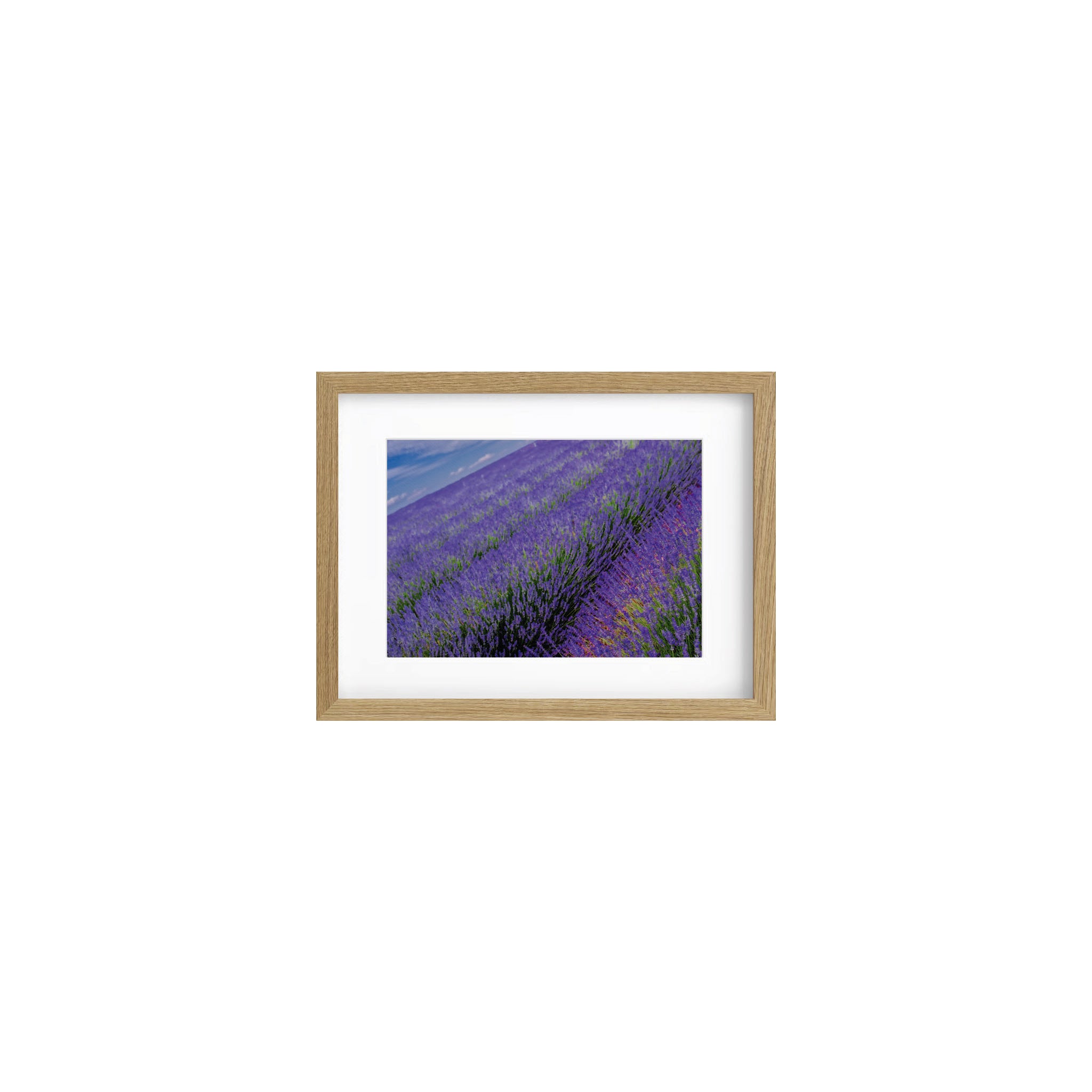 LAVENDER #2