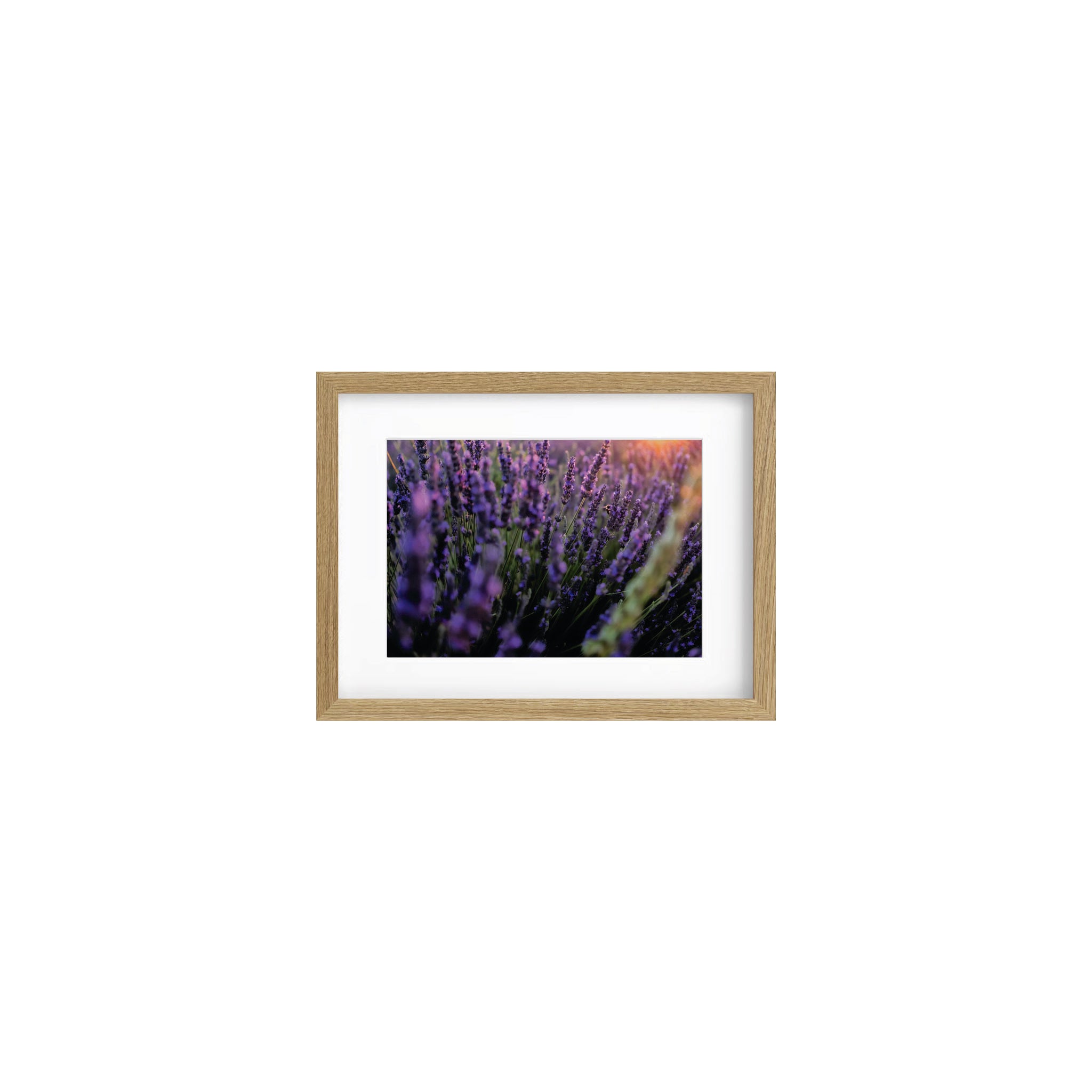 LAVENDER #6