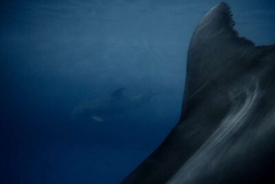 Dolphins 3 Dolphins 2