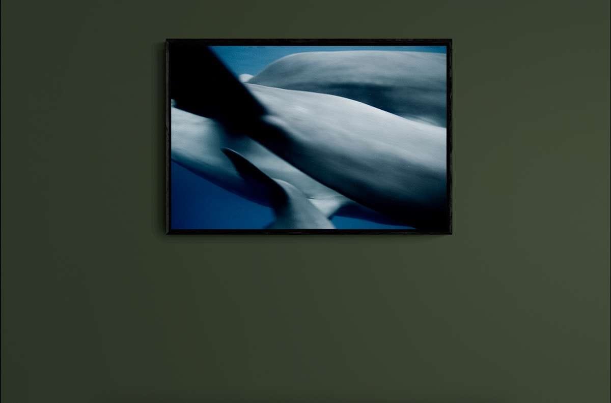 Dolphins 3 Dolphins 3 - Imagen 2