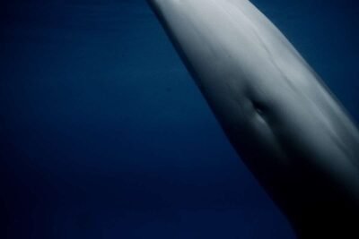 Dolphins 3 Dolphins 4