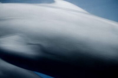 Dolphins 3 Dolphins 8