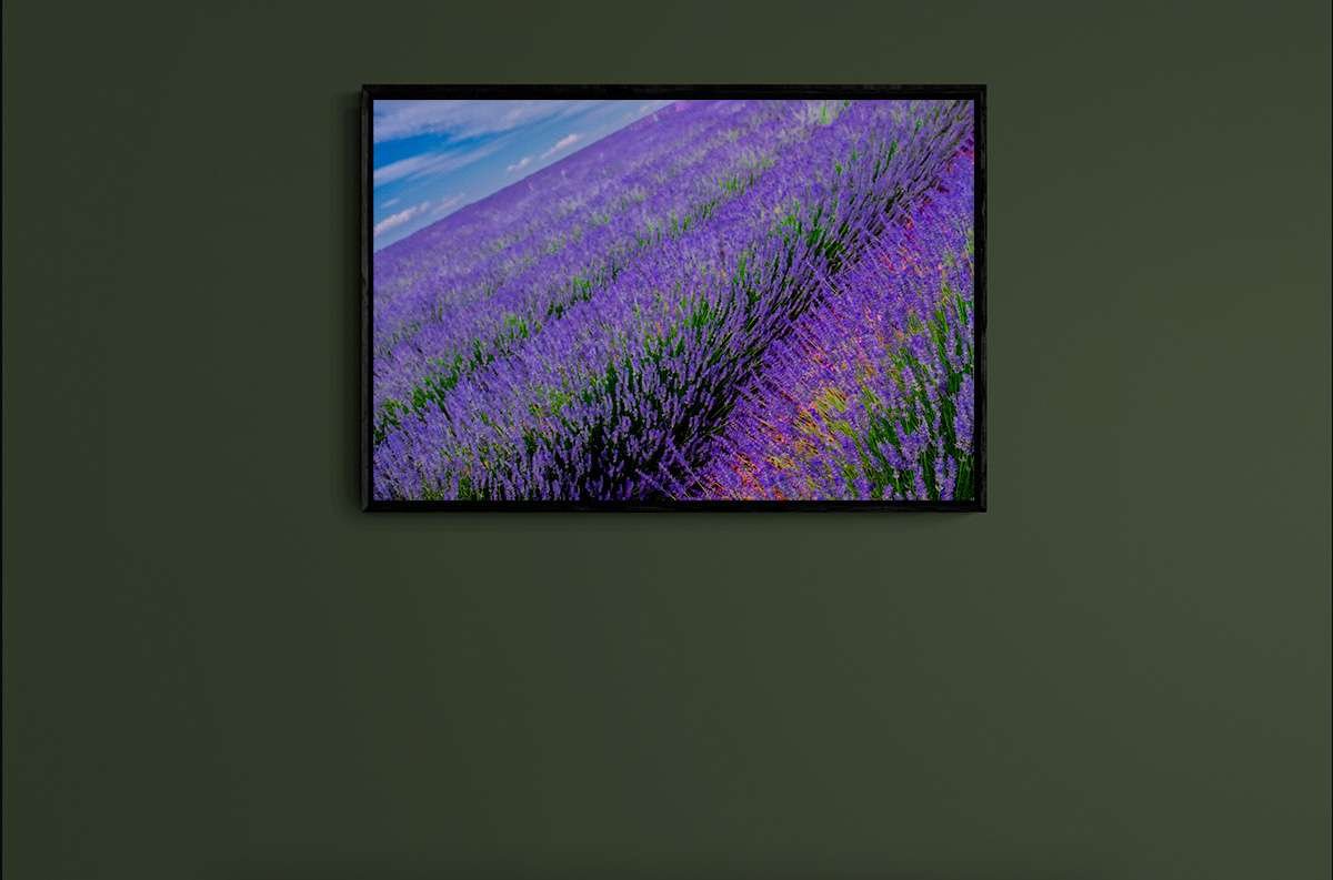 Lavender 2 Lavender 2 - Imagen 2