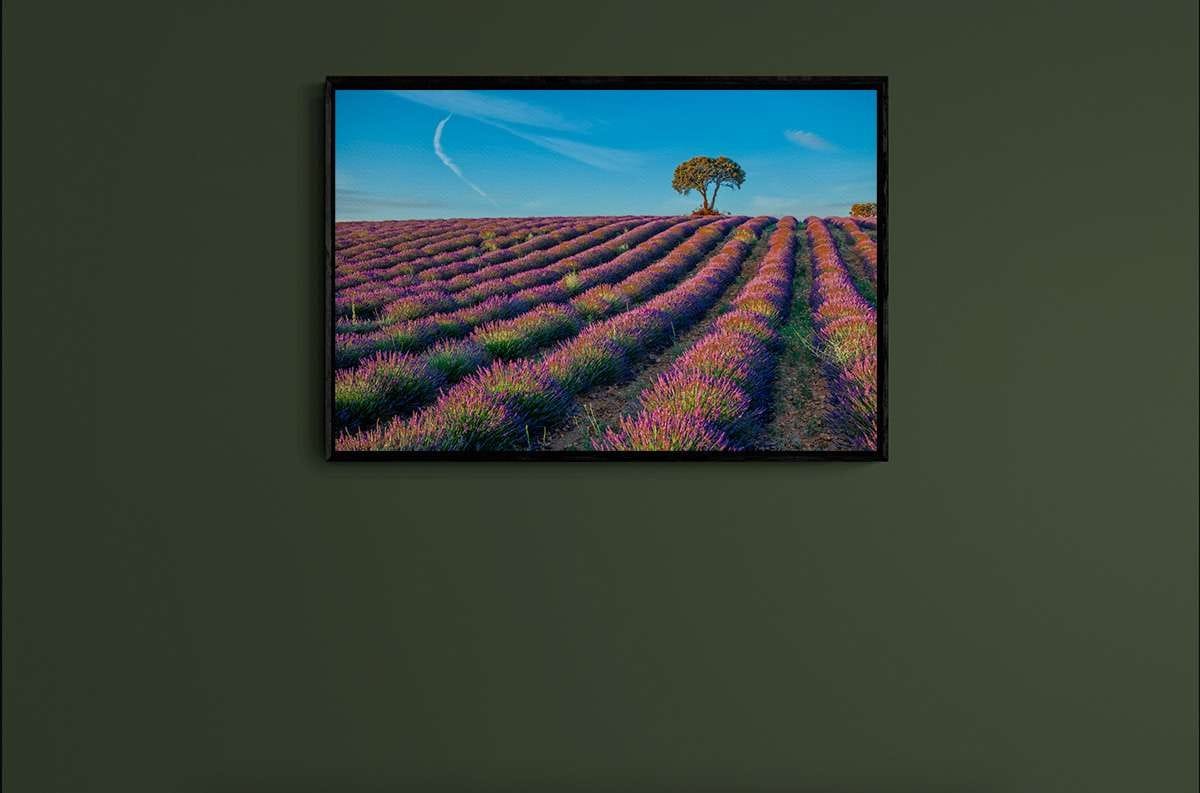 Lavender 3 Lavender 3 - Imagen 2