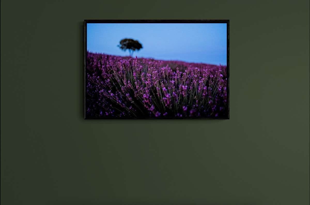 Lavender 4 Lavender 4 - Imagen 2