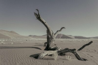 PRINTS Never Walk Alone 1