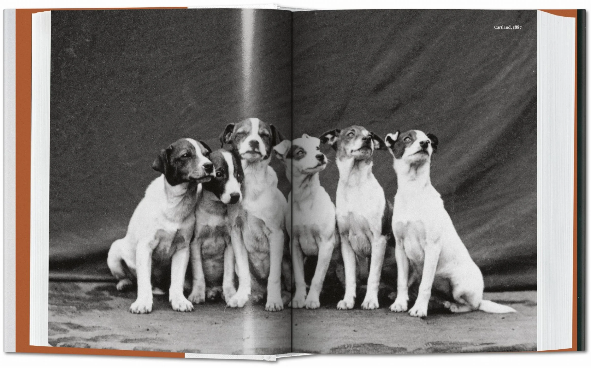 The Dog in Photography 1839–Today The Dog in Photography 1839–Today - Imagen 4